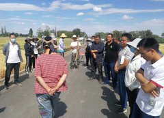 冬小麦生产试验田鉴定