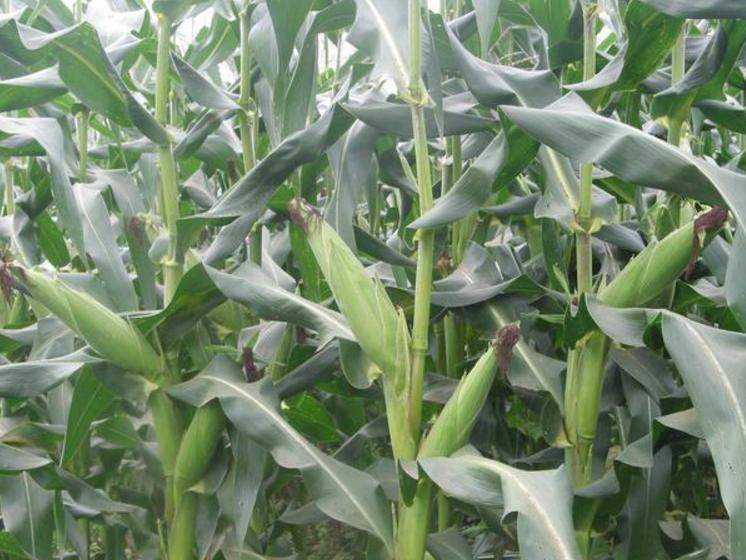 2021年玉米重大病虫防控技术方案