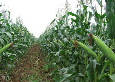 如何做好玉米病虫害综合防治？