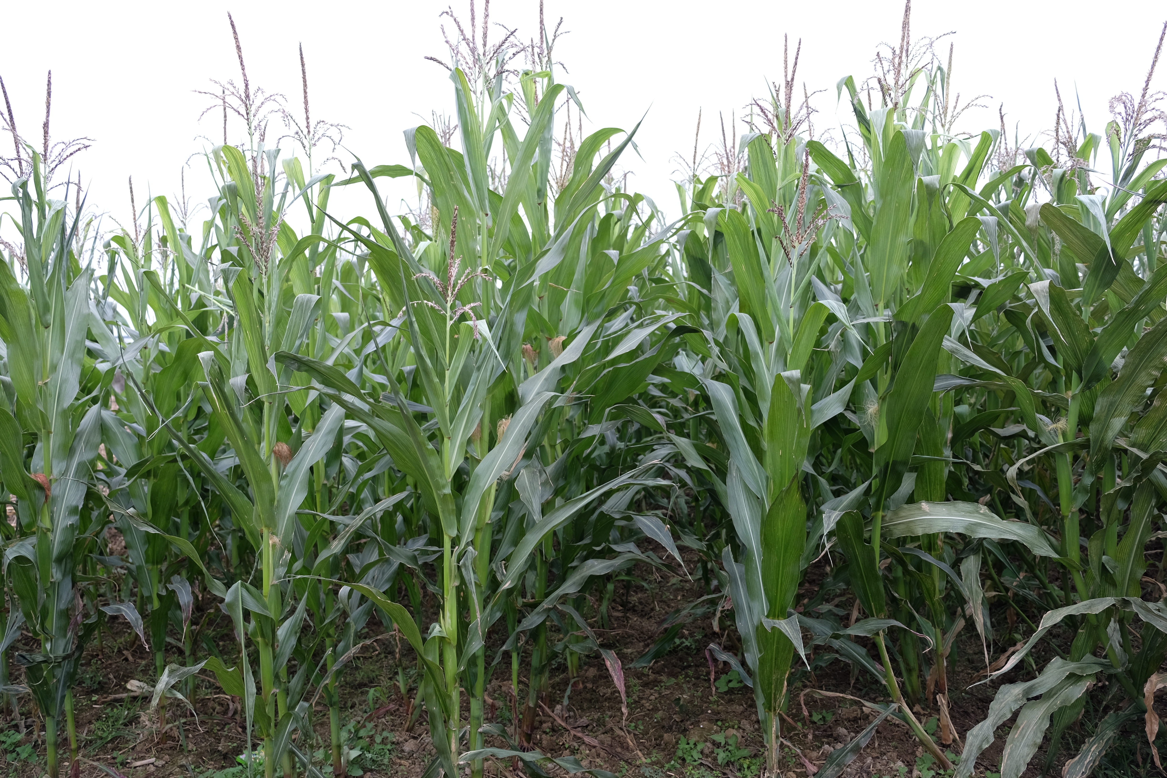 台风&ldquo;烟花&rdquo;来袭，玉米如何做好防护？