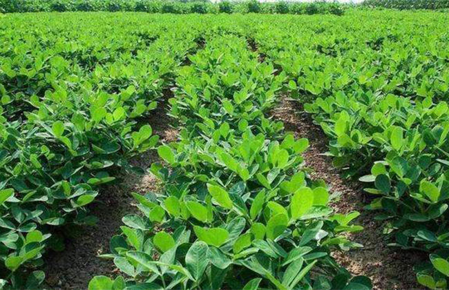 花生种植那些事