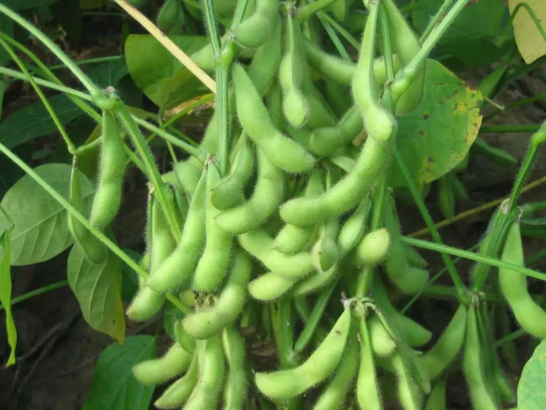 种植大豆，如何处理种子、施肥