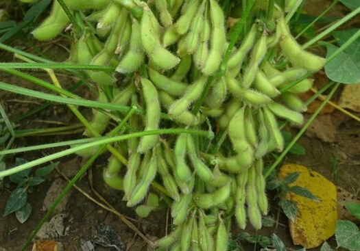 国内豆价&ldquo;北稳南弱&rdquo;市场购销&ldquo;货比三家&rdquo;