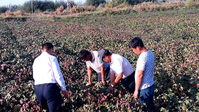 阿拉尔八团地老板观摩棉花
