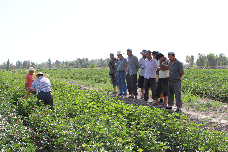 到莎车县艾力西湖进行棉花技术指导
