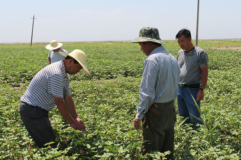 到疏勒县牙蒲泉进行棉花技术指导