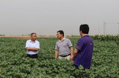 菏泽市农业局副局长袁士忠来考察鲁丰公司棉花