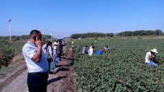 疏勒县经销商及种植大户来公司观摩