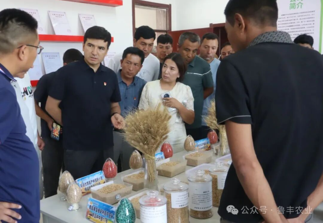英吉沙县乌恰镇一行来鲁丰公司进行冬小麦品种考察工作